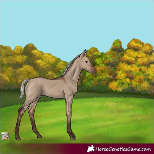 Horse Color:Silver Brown Dun 