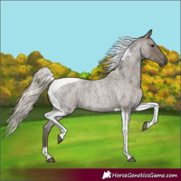 Horse Color:Silver Blue Roan Tobiano 