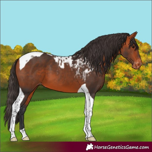 Horse Color:Bay Tobiano Skewed Appaloosa 