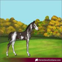 Horse Color:Liver Chestnut Sabino