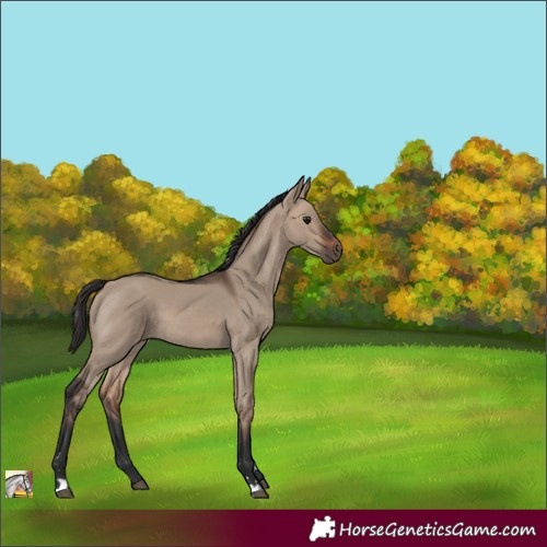 Horse Color:Brown Dun 