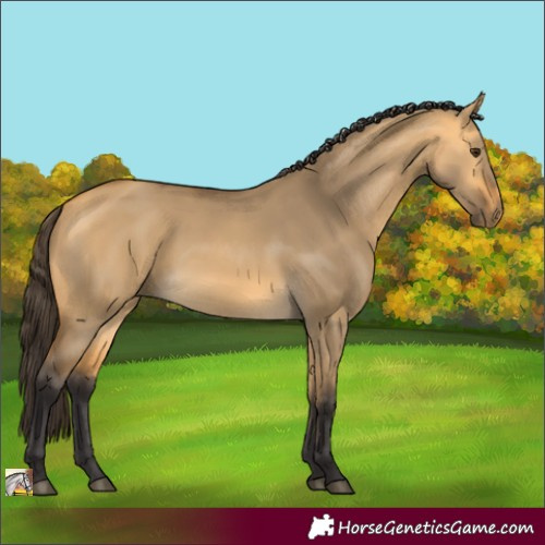 Horse Color:Buckskin Dun