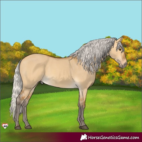 Horse Color:Silver Buckskin Dun 