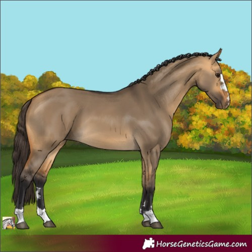 Horse Color:Buckskin Dun 