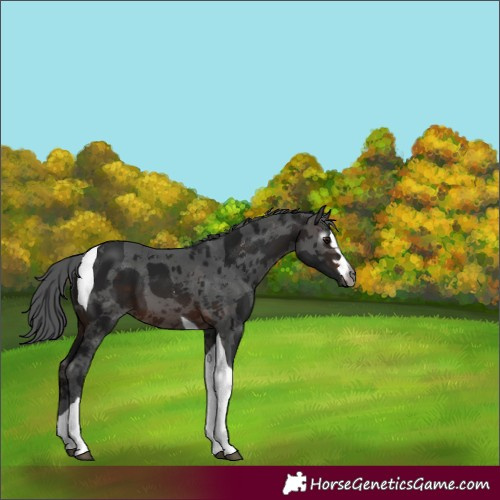 Horse Color:Gray Brown Merle Tobiano 