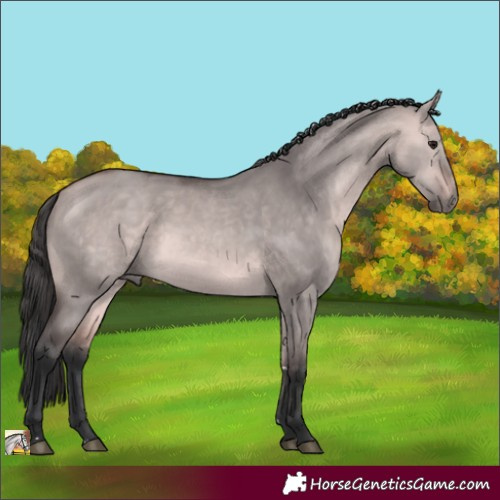Horse Color:Platinum Bay Dun 