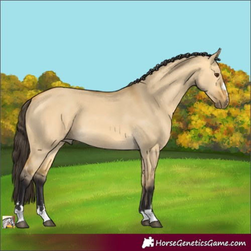 Horse Color:Buckskin Dun 