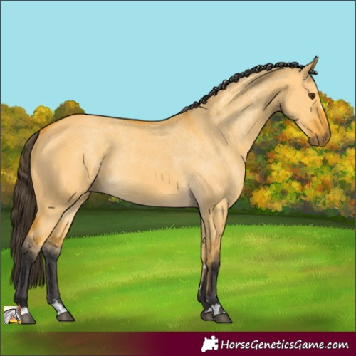 Horse Color:Buckskin Dun