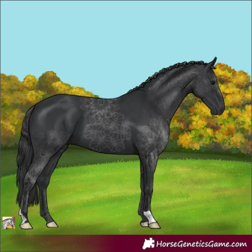 Horse Color:Black 