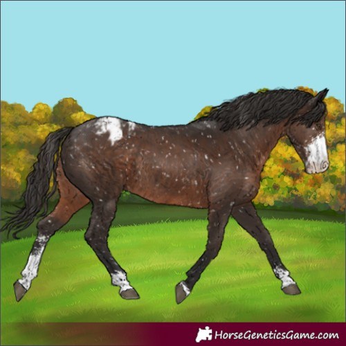 Horse Color:Liver Chestnut Sabino Blanket Rabicano 