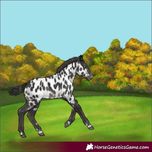 Horse Color:Smoky Black Appaloosa Rabicano