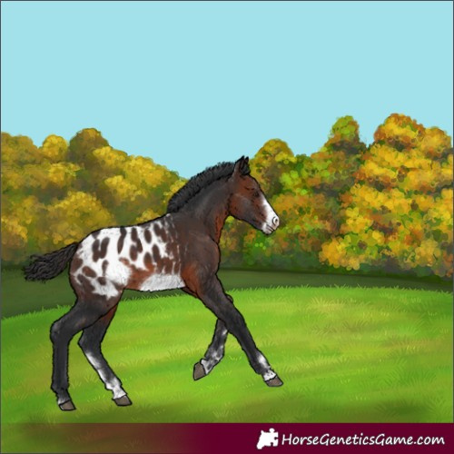 Horse Color:Brown Frame Blanket 