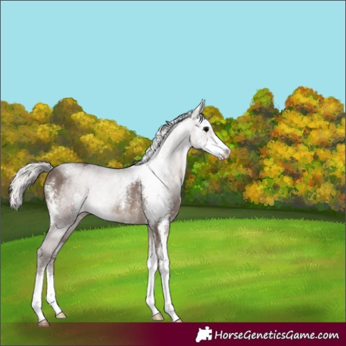 Horse Color:Silver Black Sabino Rabicano