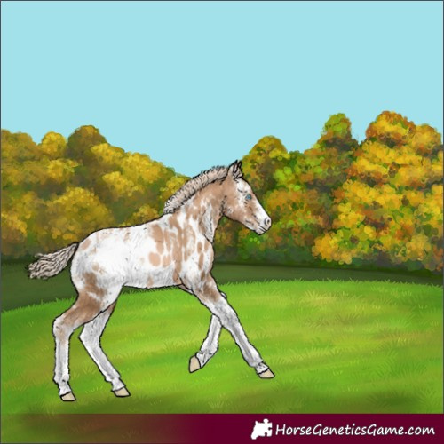 Horse Color:Chocolate Palomino Pearl Sabino Blanket 