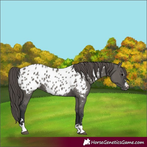 Horse Color:Grullo Appaloosa