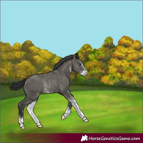 Horse Color:Grullo Sabino Rabicano 
