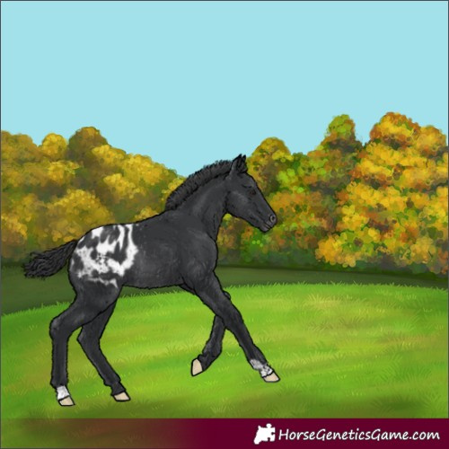 Horse Color:Black Blanket Rabicano