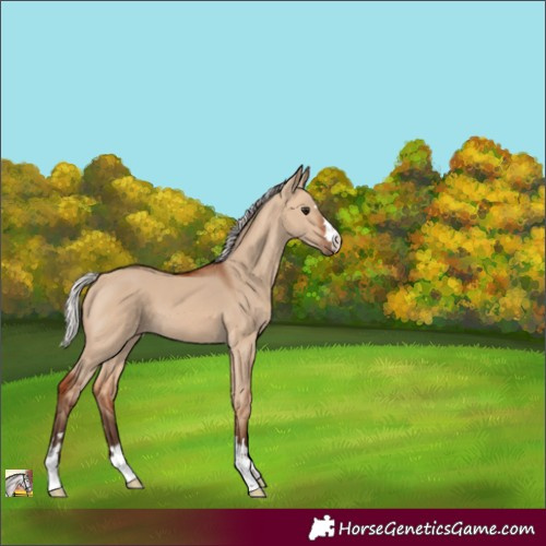 Horse Color:Unknown 