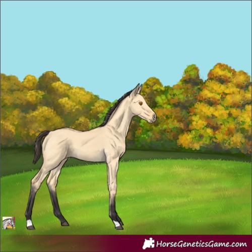 Horse Color:Buckskin Dun