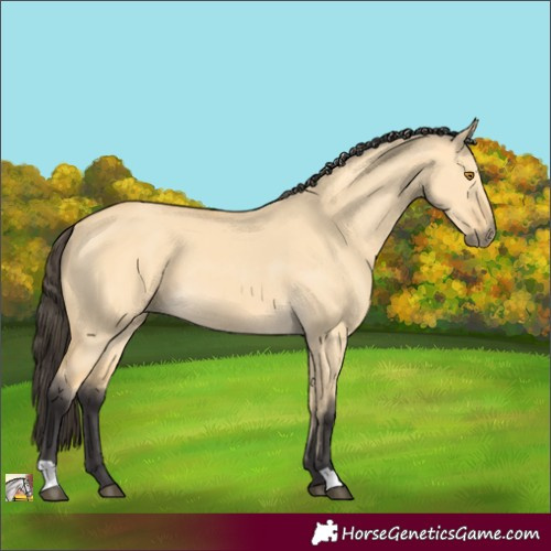 Horse Color:Buckskin Dun 
