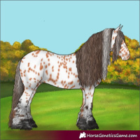 Horse Color:Bay Appaloosa