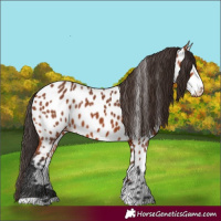 Horse Color:Bay Appaloosa 