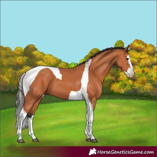 Horse Color:Bay Splash Tobiano 