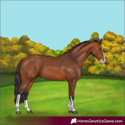 Horse Color:Bay Splash Tobiano 
