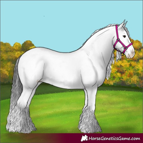 Horse Color:White Spotted Grullo 