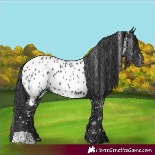 Horse Color:Black Appaloosa