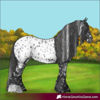 Horse Color:Black Near Leopard 