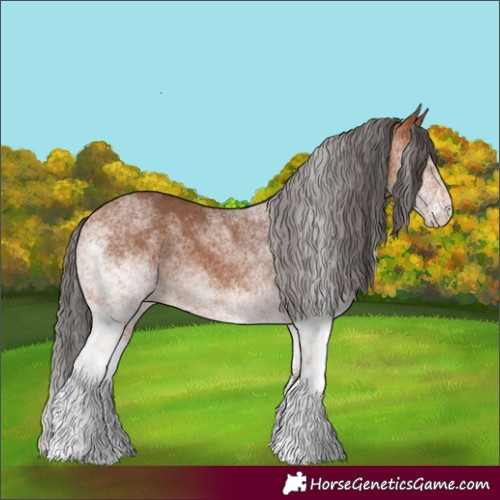 Horse Color:White Spotted Bay 