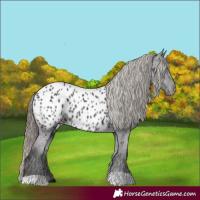 Horse Color:Smoky Black Near Leopard