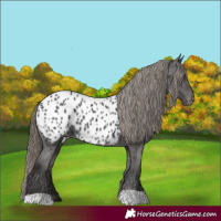 Horse Color:Smoky Black Appaloosa
