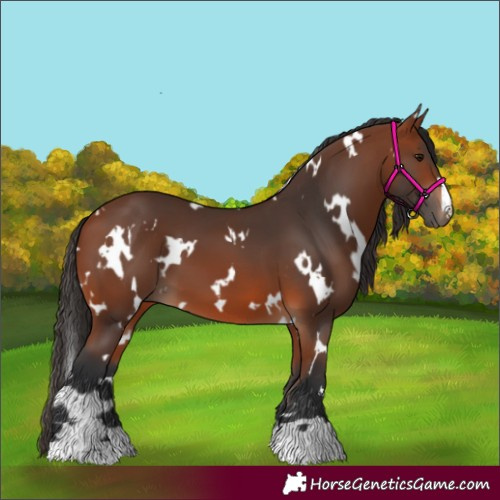 Horse Color:White Spotted Bay