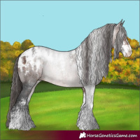 Horse Color:Powder White Brown Appaloosa