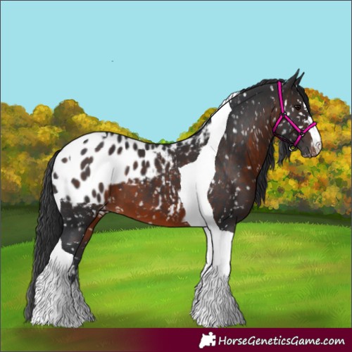 Horse Color:Brown Tobiano Appaloosa 