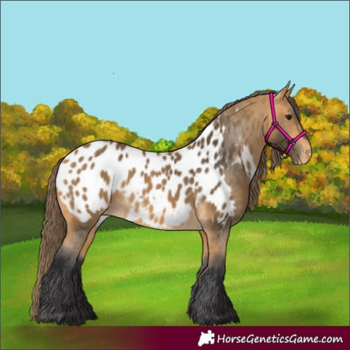 Horse Color:Buckskin Appaloosa 