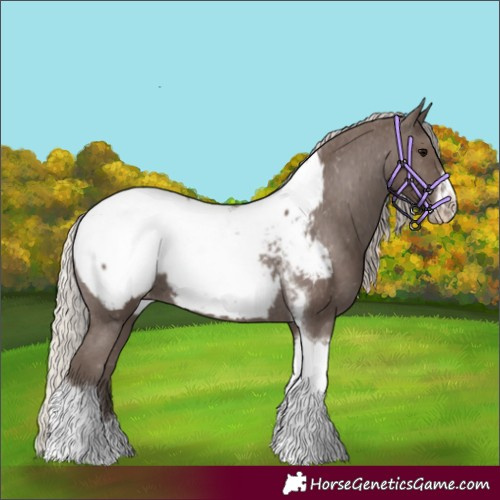 Horse Color:Silver Black Tobiano Frame Appaloosa 