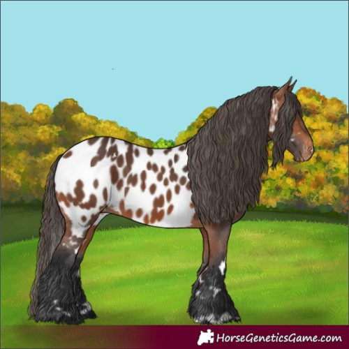 Horse Color:White Spotted Bay Near Leopard