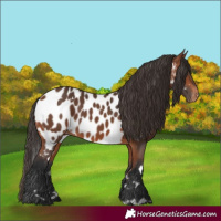 Horse Color:White Spotted Bay Appaloosa