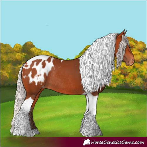 Horse Color:Silver Bay Tobiano Appaloosa Rabicano 