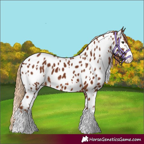 Horse Color:White Spotted Chestnut Appaloosa 