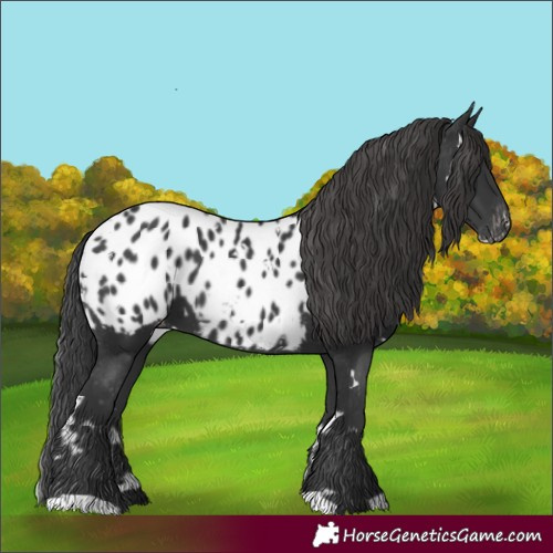 Horse Color:White Spotted Black Appaloosa