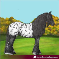 Horse Color:White Spotted Black Appaloosa 