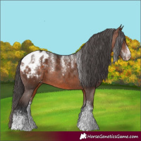 Horse Color:Powder White Brown Appaloosa