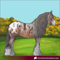 Horse Color:Powder White Brown Appaloosa 