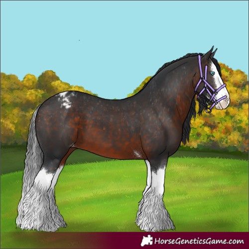 Horse Color:Brown Splash Appaloosa 