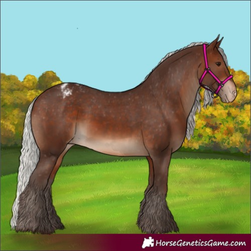 Horse Color:Silver Brown Appaloosa 