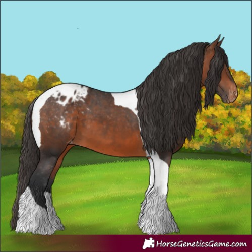 Horse Color:Brown Tobiano Appaloosa